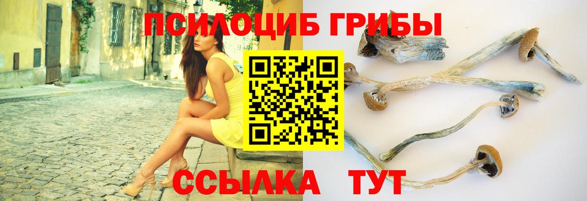 Ивантеевка  Галлюциногенные грибы Cubensis  Вход с VPN 